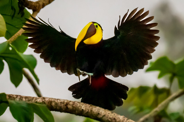 Wildlife Encounters near Casa Cascada in Dominical